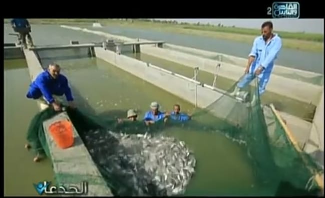بالفيديو ٨ مشاكل تهدد الإستزراع السمكى في مصر