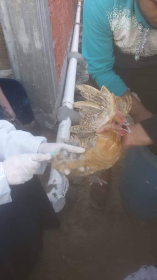 رصد بؤرة ايجابية لانفلونزا الطيور بقرية بلوش ببلطيم