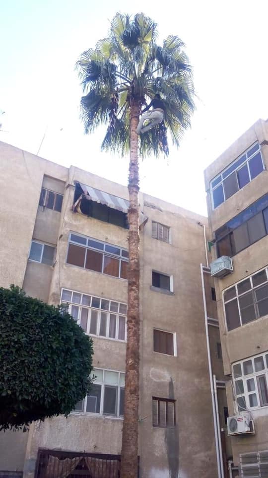 محافظة بورسعيد تستكمل تقليم النخل بالمسطحات الخضراء