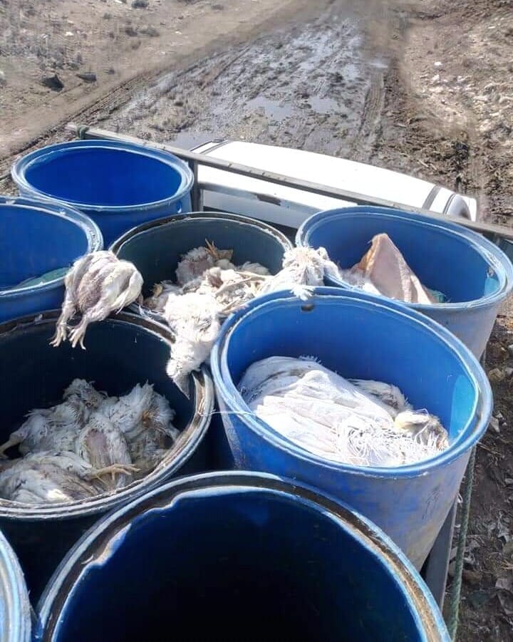 ضبط سيارة بالزرابي بأبوتيج تقوم بجمع الدواجن النافقة لتقطيعها وتوزيعها علي المطاعم 