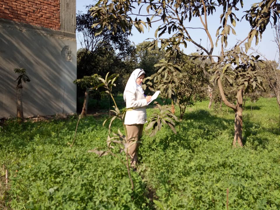 زراعة ابشواي تمنح نصائح لمزارعى المانجو قبل بداية فترة التزهير والعقد