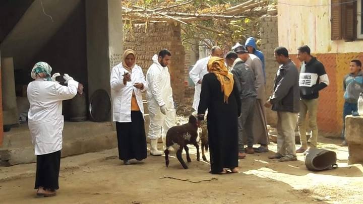 وزير الزراعة يشكل لجنة لتقصي حقائق إنتشار الحمي القلعية بشطورة سوهاج