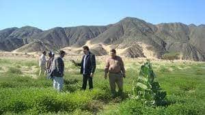 بعد إعلان الطوارئ هجوم الجرادالصحراوي على جنوب البحر الاحمر