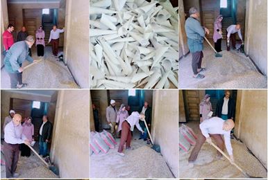 انطلاق فعاليات الحمله القوميه لمكافحة قوارض محصول القمح علي مستوي مركز ابشواي اليوم..