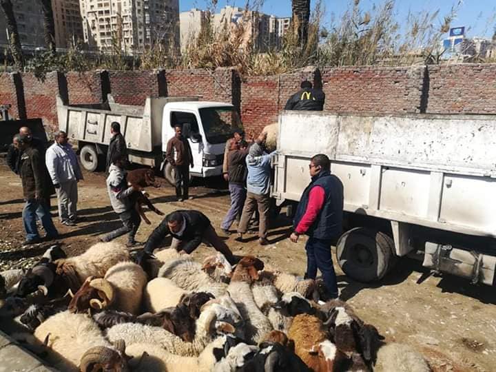 حي وسط الاسكندرية يشن حملة ضخمة علي باعة الخراف بكوبري محرم بك