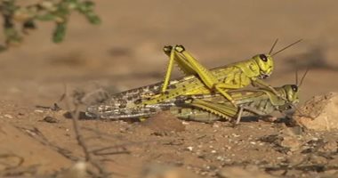 وزارة الزراعة تعلن استعدادها لمكافحة الجراد بكافة انحاء مصر