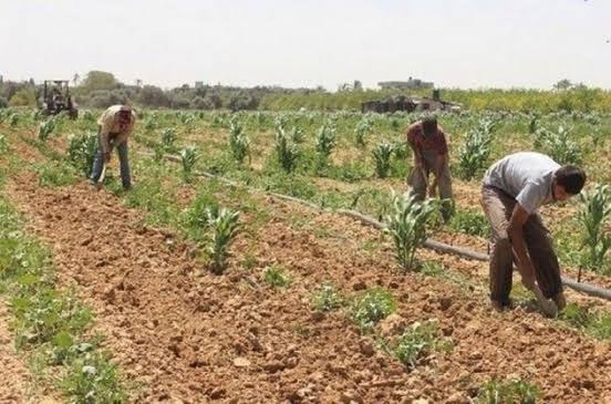 إتاوات وتعديات عرب الصحراء تمنع زراعة اراضي الـ 1.5 مليون فدان بالمنيا