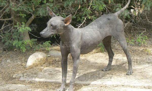 حيوان غريب يعقر عامل وبهاجم ثلاثة آخرين بأسوان