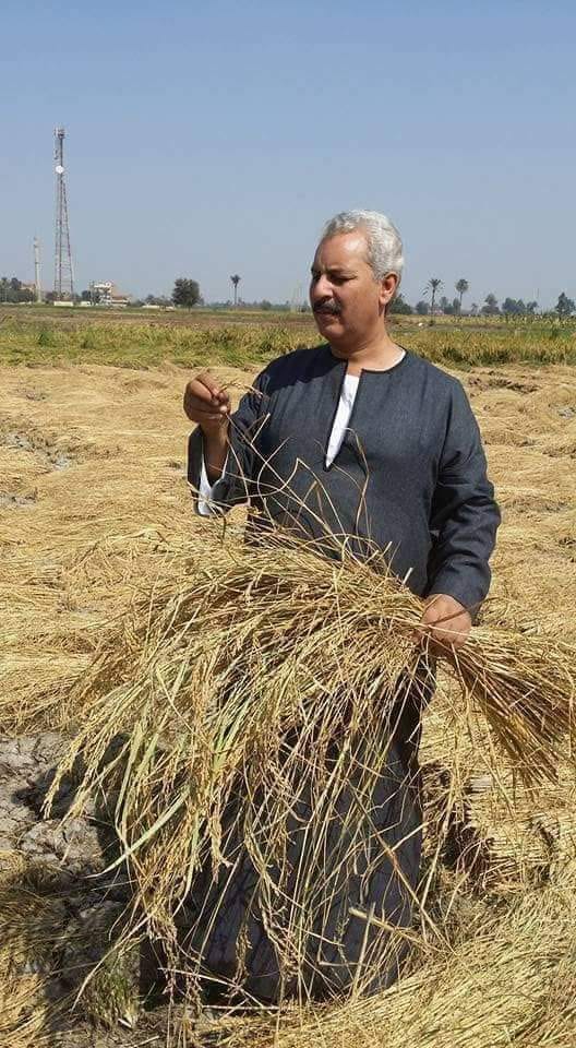 نقيب عام الفلاحين تقليل مساحة زراعة الارز يتسبب في الجوع ولا يغني من العطش