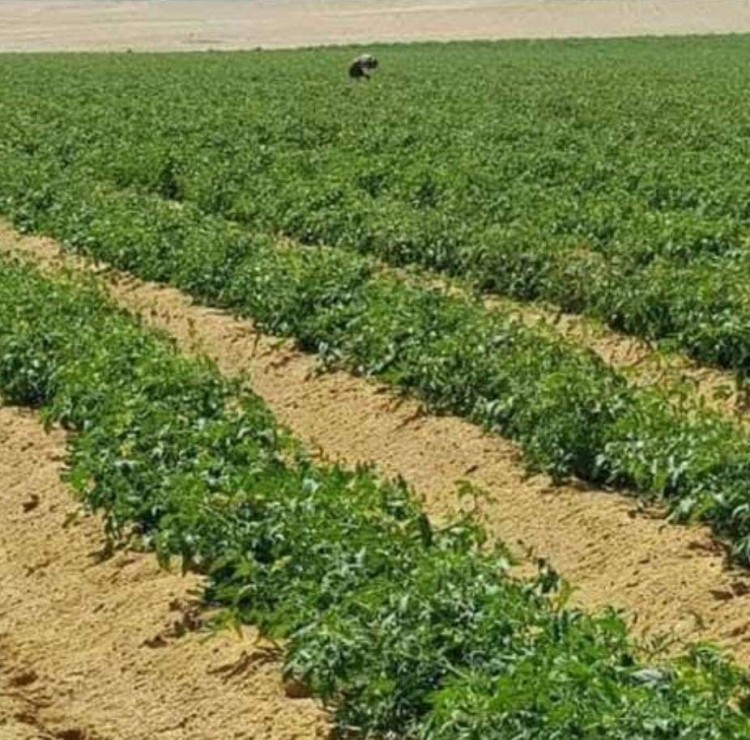 صغار المزارعين يطالبون بوقف بناء مدينة اسنا الجديدة للحفاظ على زراعات 1000 فدان