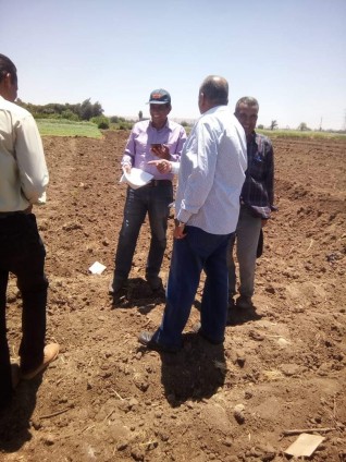 «الزراعة» تطلق مشروعا لإنتاج هجن الذرة الرفيعة البيضاء