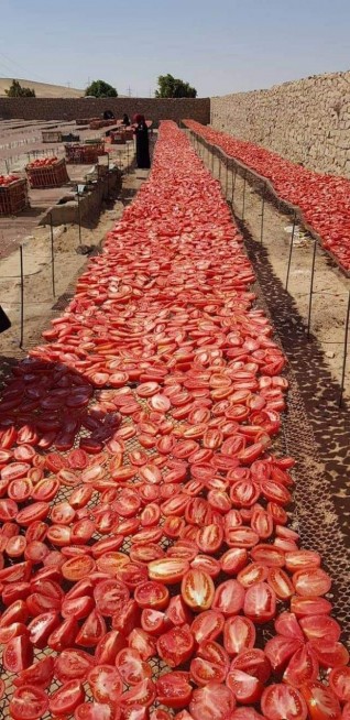 “الزراعة” تعلن عن مشروع تجفيف الطماطم بالتعاون مع برنامج الغذاء العالمى