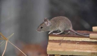 ظهور فيروس Hantavirus في الصين اقوي من كورونا