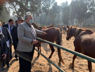 وزير الزراعة يتفقد محطة الزهراء للخيول العربية الأصيلة لمتابعة تطويرها ورفع كفاءتها