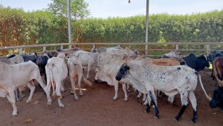 مصر تستقبل أكثر من 25 ألف رأس ماشية من عدة مناشئ وضخها بالمنافذ بأسعار مناسبة
