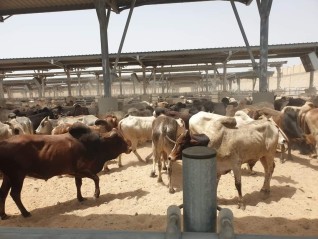 التموين : ميناء سفاجا يستقبل 5 آلاف رأس ماشية من جيبوتي
